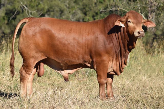 Bryvonlea JBH Prince